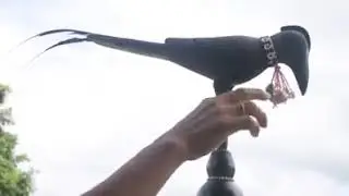 Jambili Athon ke kopilo ? Chini ikji aphan labangso avideo langikvektha.