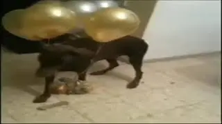 Crazy Doberman Dog popping his balloons! Helium balloons