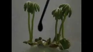 Marchantia polymopha