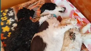 Relajaci&oacute;n de 4 patitas  con Mila-Blanca y Yuki 🐕❤️🐾