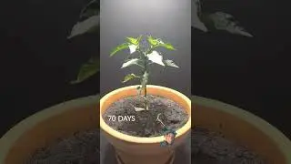 5 August 2024  Let's Know How To Grow Peter pepper
