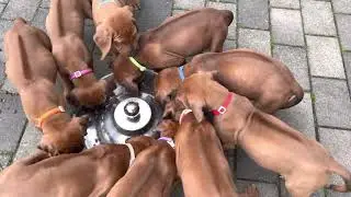 Rhodesian Ridgeback Welpen - das große Futtern