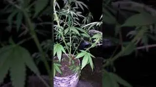 Gorilla skunk