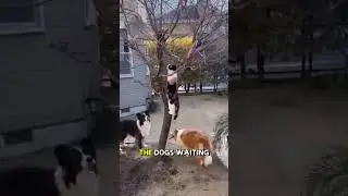 🐱 Cat Saves the Day for His Dog Friends 🐶