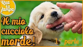 COSA FARE QUANDO IL CUCCIOLO MORDE MANI E PIEDI? 🐶 1&deg; parte | Qua la Zampa #CANE #CANI