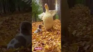 Cute Puppy and Duck Love 💖 Part 1/2