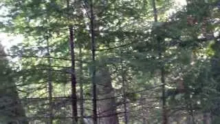 Static in Verona - Rosemary (Bury Me) Live in the Woods