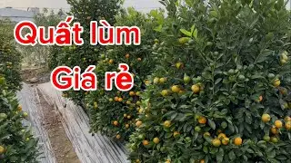Quất lùm cây cây to giá rẻ quất cảnh tết #quatcanhtet #quattet 