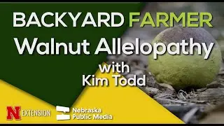 Black Walnut Toxicity Explained | How Juglone Affects Your Garden