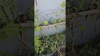 Episode 188 How to grow vegetables easily​​ ,​ Grow watermelon in old car tires​
