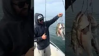 Alabama rig calico&rsquo;s f #fishing or Martin !!