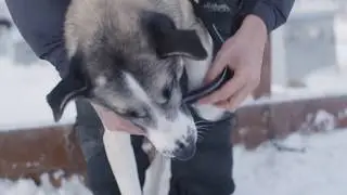 Go Dog Sledding In Alaska with Alaska Mushing School