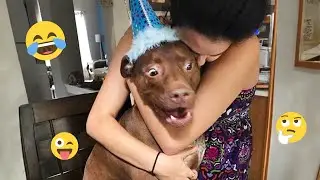 Funny Dogs Compilation &ndash; Best Dog Videos 2025 🐕🤣 #41