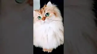 #хочуврек #топ #oct2020 #october2018 #tiktok #дети #tocaz #october2019 #shortsyoutube #dance