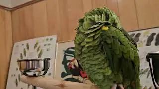 Long Island Parrot Society 2024 Parrot Expo - Oct. 19, 2024