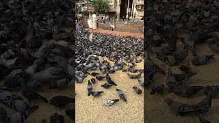 Kabutar Khana or pigeons house was built in 1933, GradeII heritage #mumbai #maharashtra