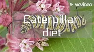 Monarch Diet. (Caterpillar and Butterfly)