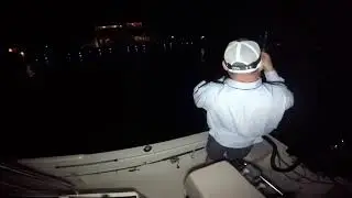 Huge Miami Jack Crevalle fly fishing with Capt Fraser Simpson World Wide Sportsman 12wt Deceiver rod