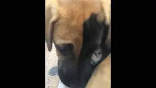 Half blonde and half black hair face dog