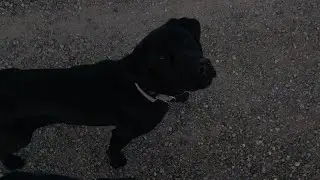 Artemis's AKC VHMA