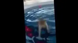 Cat thrown in pool