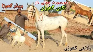 Horse for sale |Nukri ghodi |horse mandi