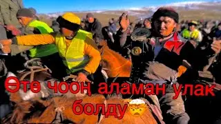 Көк бөрү Жалпак-таш А/Ө.Кара-тарых Айылы Кенжебектин улагы 26.11.2024
