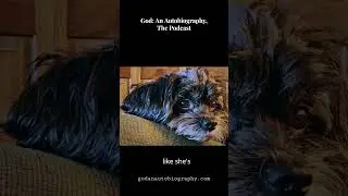 255. Does Your Dog Know Your Heart? | Animals, Souls & Spiritual Companionship