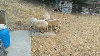 Sicilian sheep eating leftover pizza crust