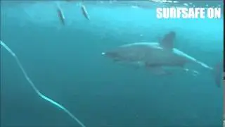 SURFSAFE Shark Deterrent Testing - SURFSAFE on