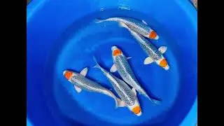 KOI 2023 /2024 KOI BREEDER Kaneko | 1375 Kaneko HQ | Tancho Kujaku 100% FEMALE