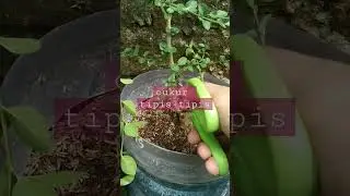 calon bonsai sancang bogel #bonsaiindonesia #sancang #themax30cm #bonsai #bonsai #sancangmame
