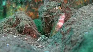 Симбиоз креветок и представителей семейства Бычковые (Gobiidae) при совместном проживании.