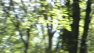 **ALBATWITCH UP IN THE TREE **