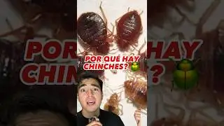 CHINCHES EN TODOS LADOS? 🪲😱 #viral #curiosidades #mexico #chinches #ciencia #mundo
