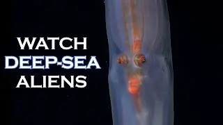 Deep-Sea Aliens Spotted During First-Ever High-Tech Expedition To Offshore Canyon