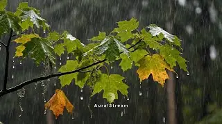 🌲 Sleep Instantly in a Serene Forest | ⛈️ Gentle Rain Sounds, Focus & Relaxation (10 Hours)