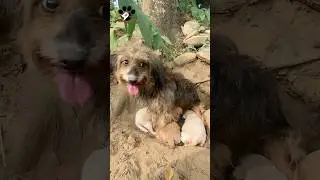 The journey to rescue a mother dog and her puppies in the harsh natural environment🐕️❤️