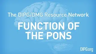 What is the Function of the Pons?