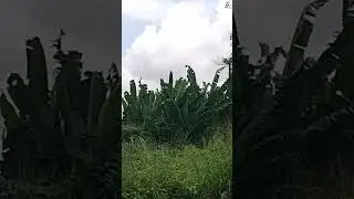PLANTAIN FARMING CAN MAKE YOU RICH IN NIGERIA AT PRESENT