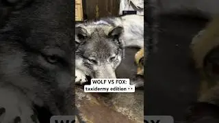 How Big Is a Wolf Really? Fox Size Comparison #taxidermy #education #shorts