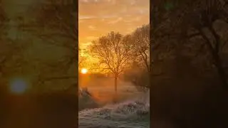 Richmond Park in London full video on channel ☀️#richmondpark #shorts #london