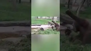 When animals get too savage... 😂💥 #AnimalReactions #SavageWildlife #FunnyAttack #WildComedy