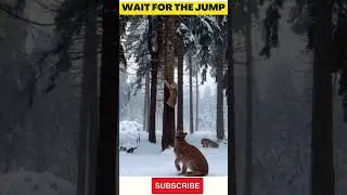#shorts #shortsvideo #amazing #wild #wildlife #tiger #tigers #monkeys #entertainment #monkeyvideo