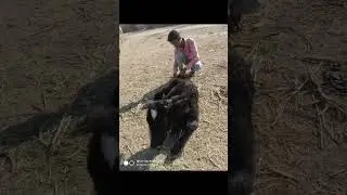 Animal rescue by animal ngo team - 842 | Animal ngo | cow