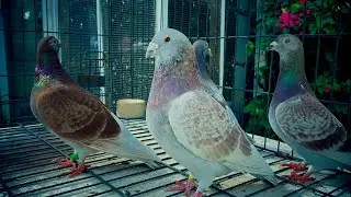 Pairing the Red Checker cock