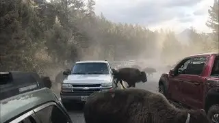 Bison stampede through traffic jam in Yellowstone