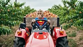 💦 Monkey Chiku drives tractor with peaches through the flood and repairs the muddy road! 🌧️🚜