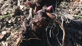 Digging and Dividing Peonies