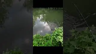 #fishing #shortvideo #щука #спининг #чуртан #рыбалка